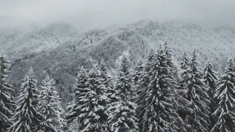 Black Spruce forest